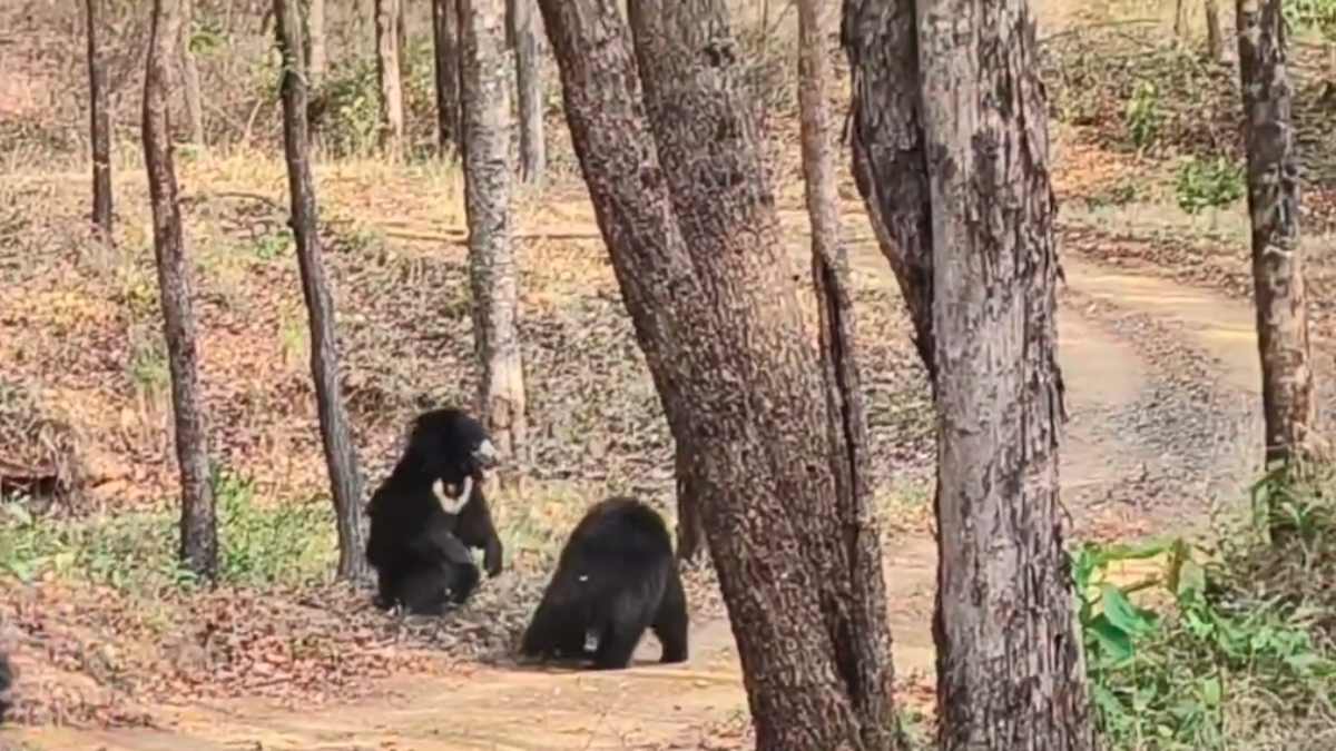 STR में भालुओं की मस्ती: एक दूसरे को दिखाए दांव पेंच, नजारा देख खुशी से झूम उठे पर्यटक, Video Viral