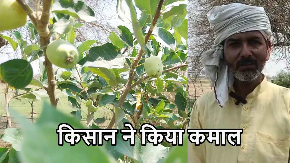 Agriculture News : बंजर भूमि पर इस किसान ने किया कमाल, सेब और ड्रैगन फ्रूट की खेती से हुए मालामाल