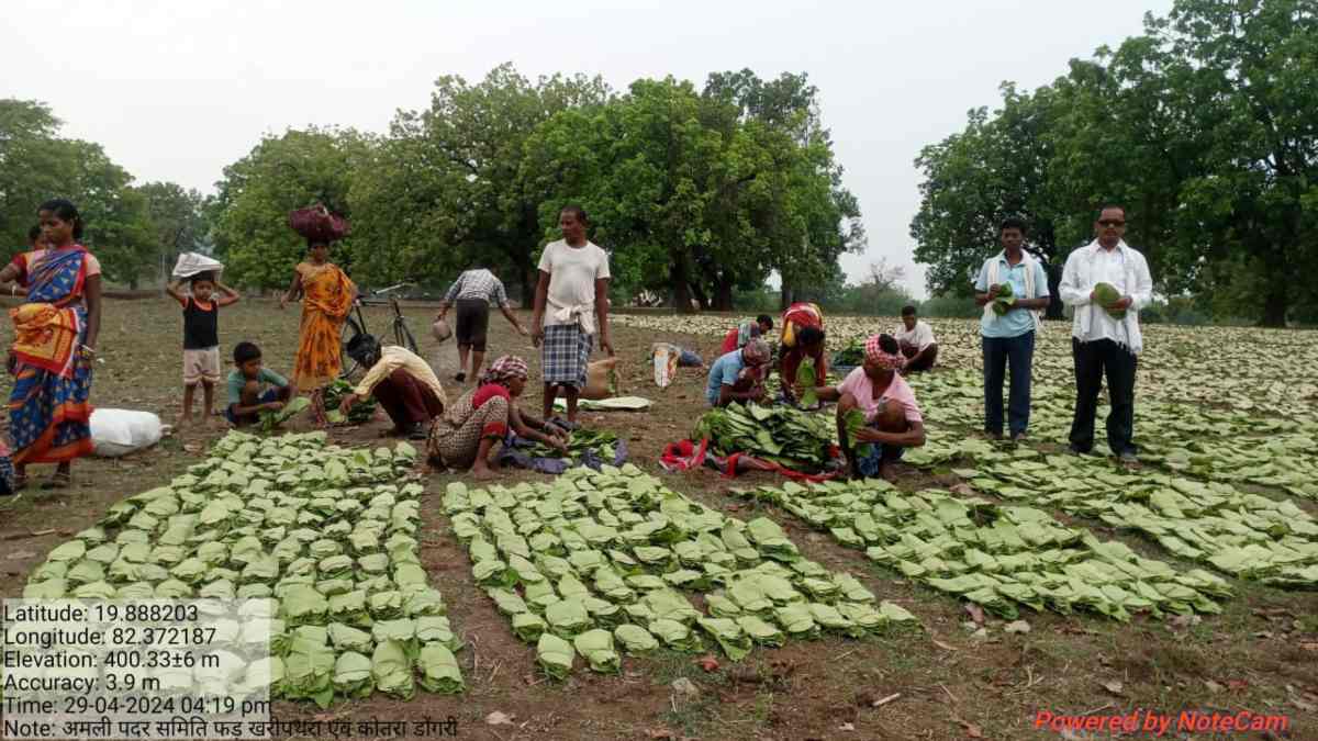 ‘हरा सोना’ इस बार होगा और खरा, तेंदूपत्ता संग्राहकों को 5500 रूपये प्रति मानक बोरा की दर से किया जाएगा भुगतान