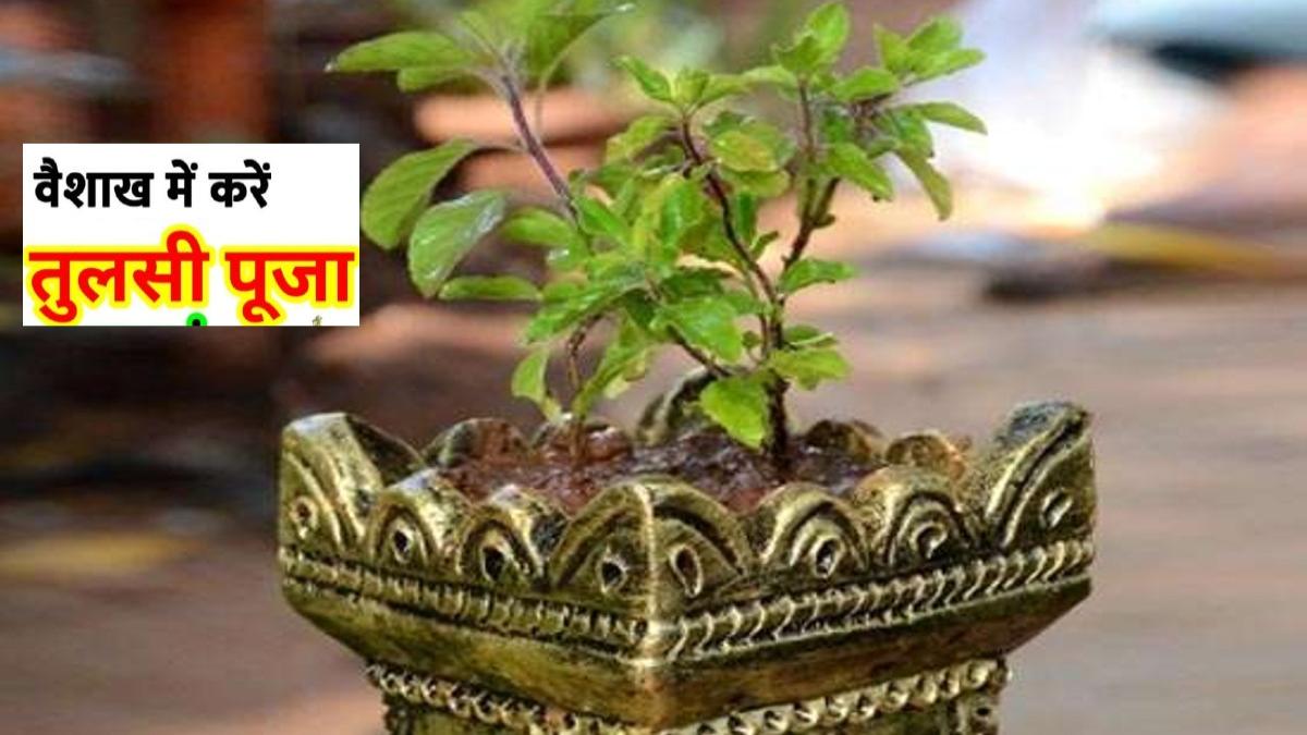 भगवान विष्णु को समर्पित है वैशाख का महिना, इन दिनों तुलसी से जुड़े कुछ खास उपाय करने से मिलता है विशेष लाभ