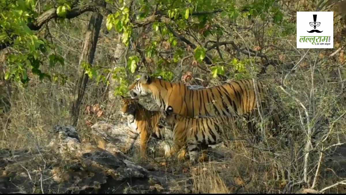 Mother’s Day: टाइगर रिजर्व में शावकों को दुलारती दिखी बाघिन, देखें ममत्व की अद्भुत तस्वीरें