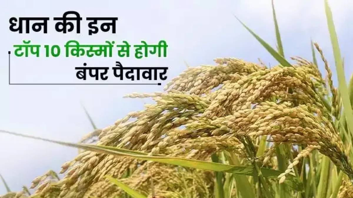 धान की ये टॉप 10 उन्नत किस्में कराएगी आपका डबल मुनाफा, जाने खेती करते समय किन बातों का रखें ध्यान…