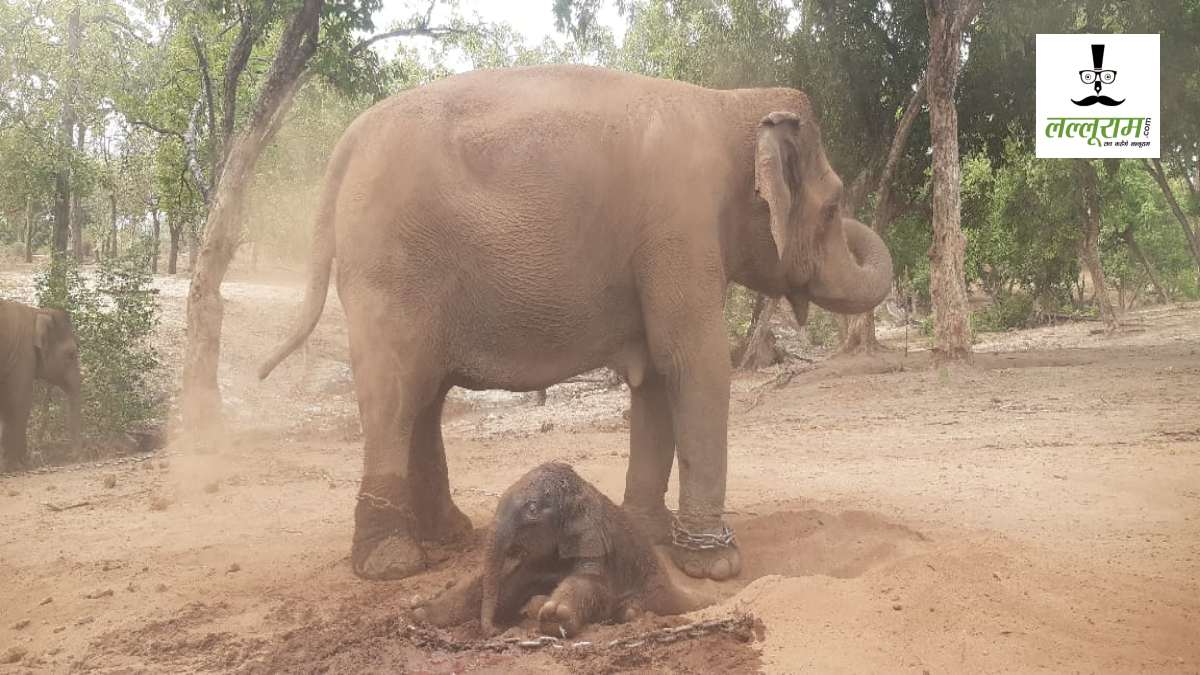 Bandhavgarh Tiger Reserve: हथिनी अनारकली ने बच्चे को दिया जन्म, पयर्टकों के लिए बना आकर्षण का केंद्र