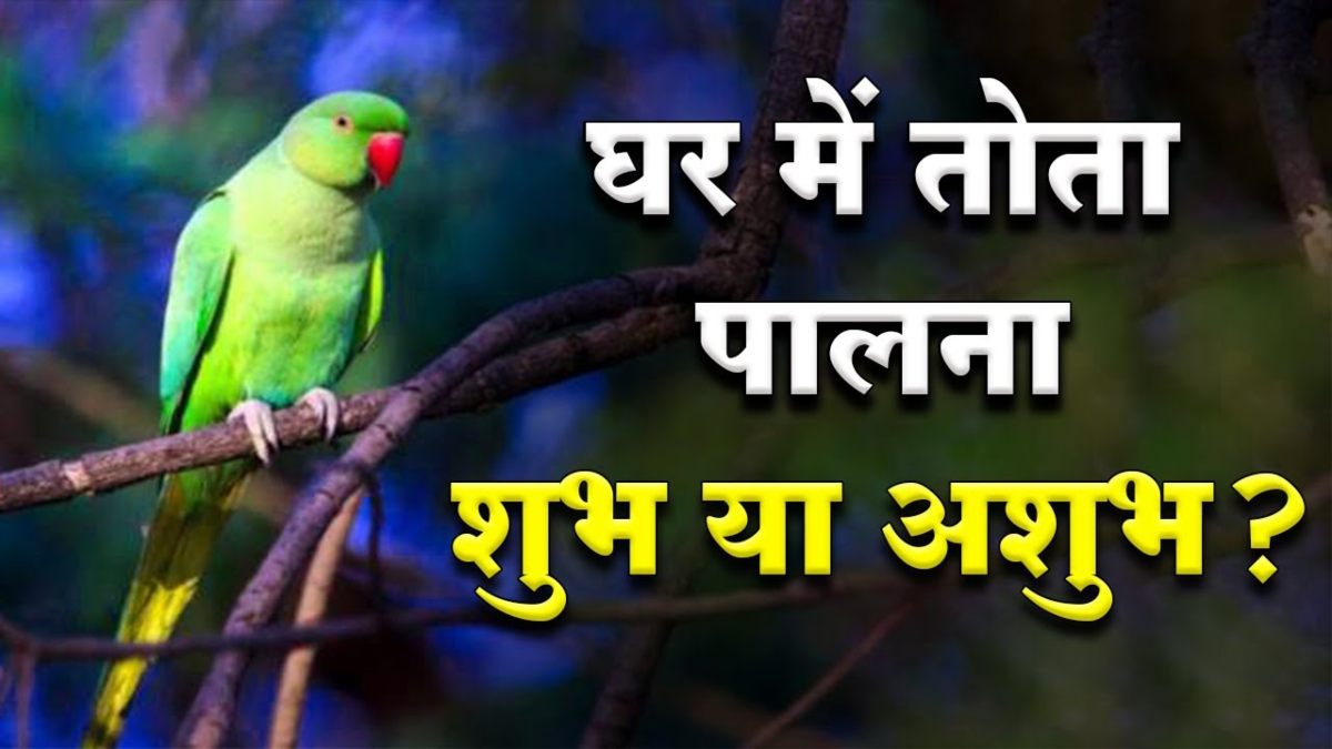 घर में तोता पालना शुभ या अशुभ?  जाने किस दिशा में पैरोट को रखने से मिलेंगे शुभ संकेत …