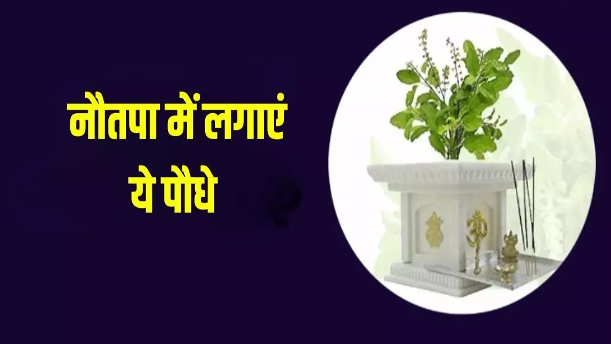 नौतपा पर जरूर लगाएं ये सभी पेड़-पौधे, बनी रहेगी माँ लक्ष्मी की कृपा …