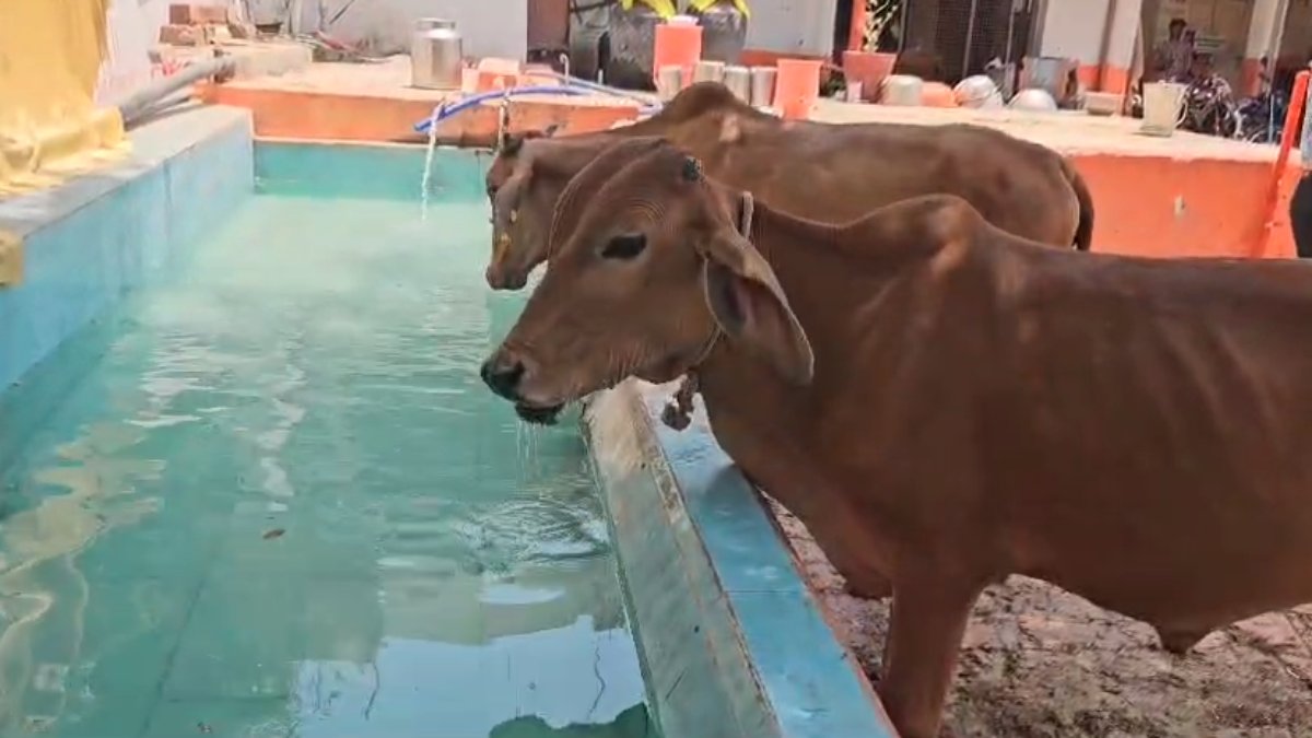 MP की ये गौशाला स्पेशल है! गायों को भीषण गर्मी से बचाने शानदार व्यवस्था, दिए जा रहे हाइड्रेशन ड्रिंक…तरबूज से लेकर कद्दू तक के इंतजाम