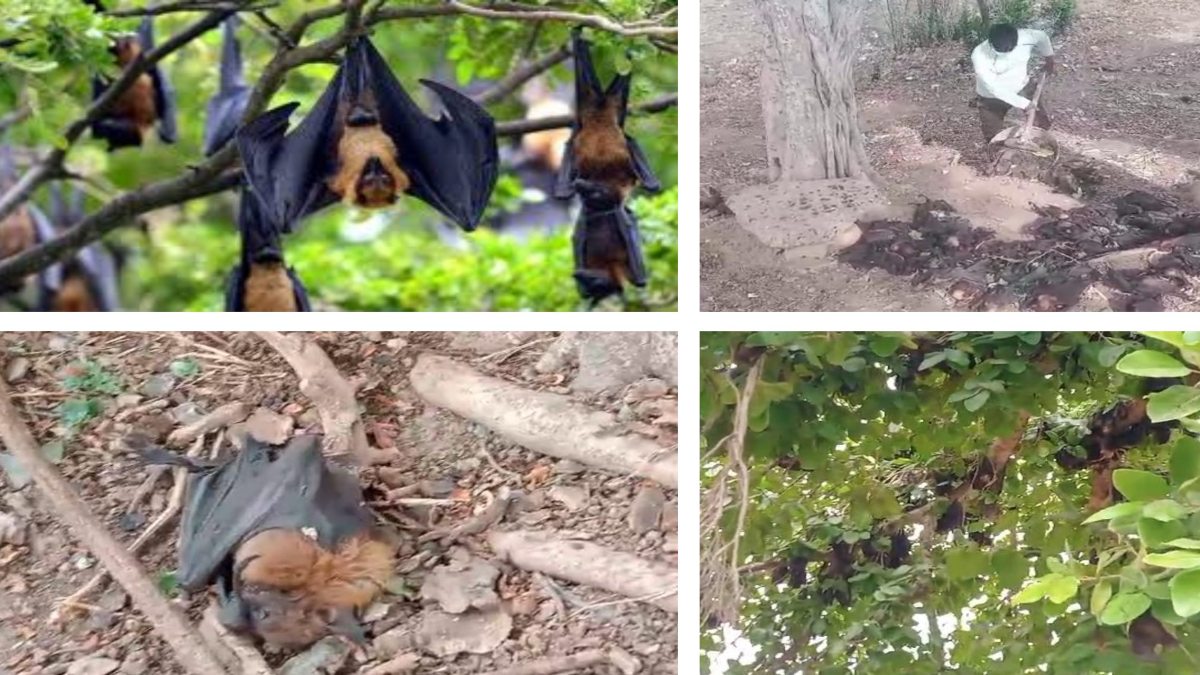 मरे हुए चमगादड़ों की लूट: बोरी में भरकर घर ले गए लोग, वजह जानकर रह जाएंगे हैरान, देखें Video
