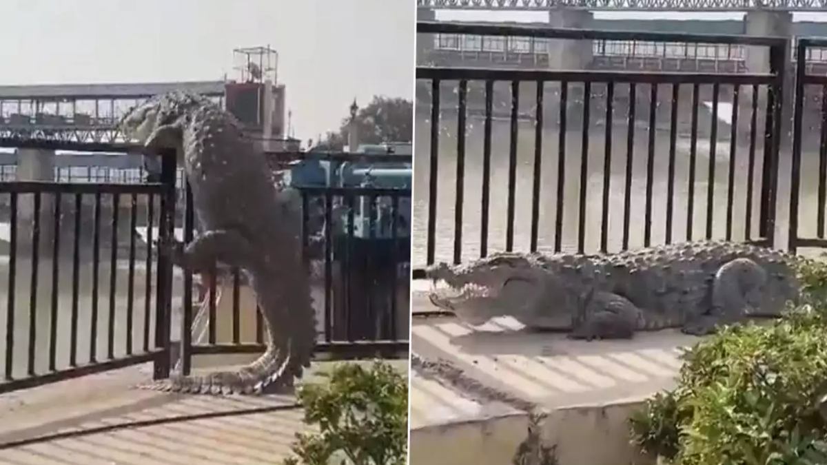 Video: नहर से अचानक बाहर आया विशाल मगरमच्छ, पुलिस और वन विभाग ने कड़ी मशक्कत के बाद किया रेस्क्यू