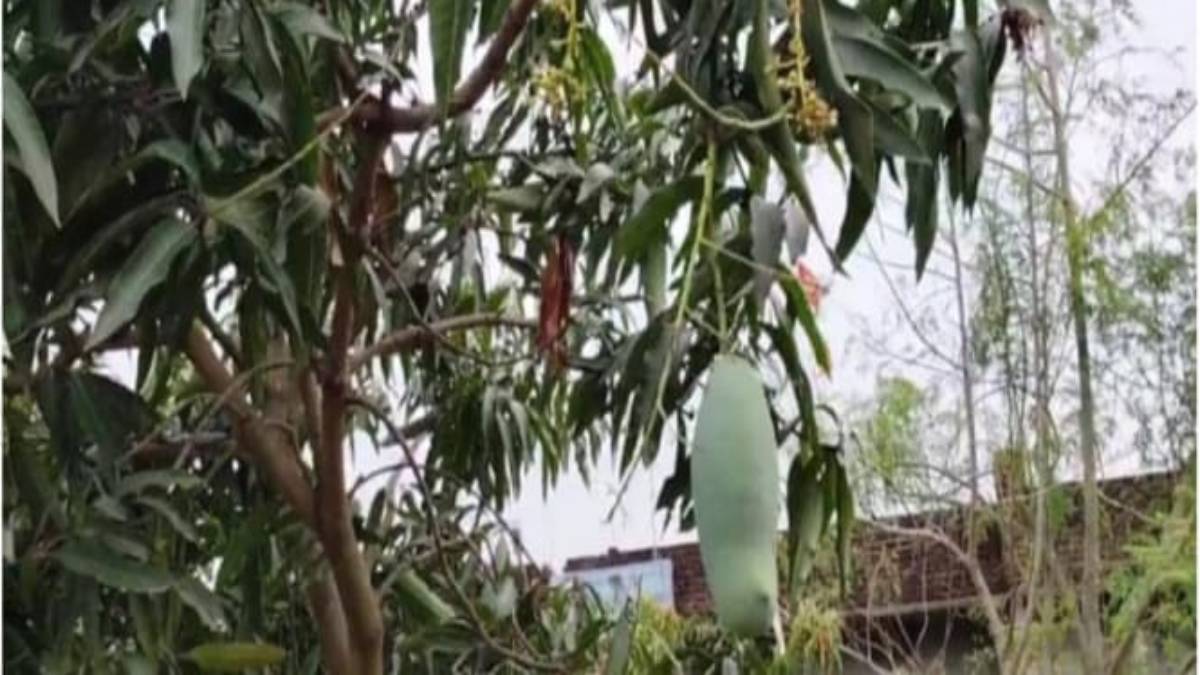 इस किसान का ‘आम’ है ‘खास’, साल भर देता है फल, नाम भी दिया लाजवाब…