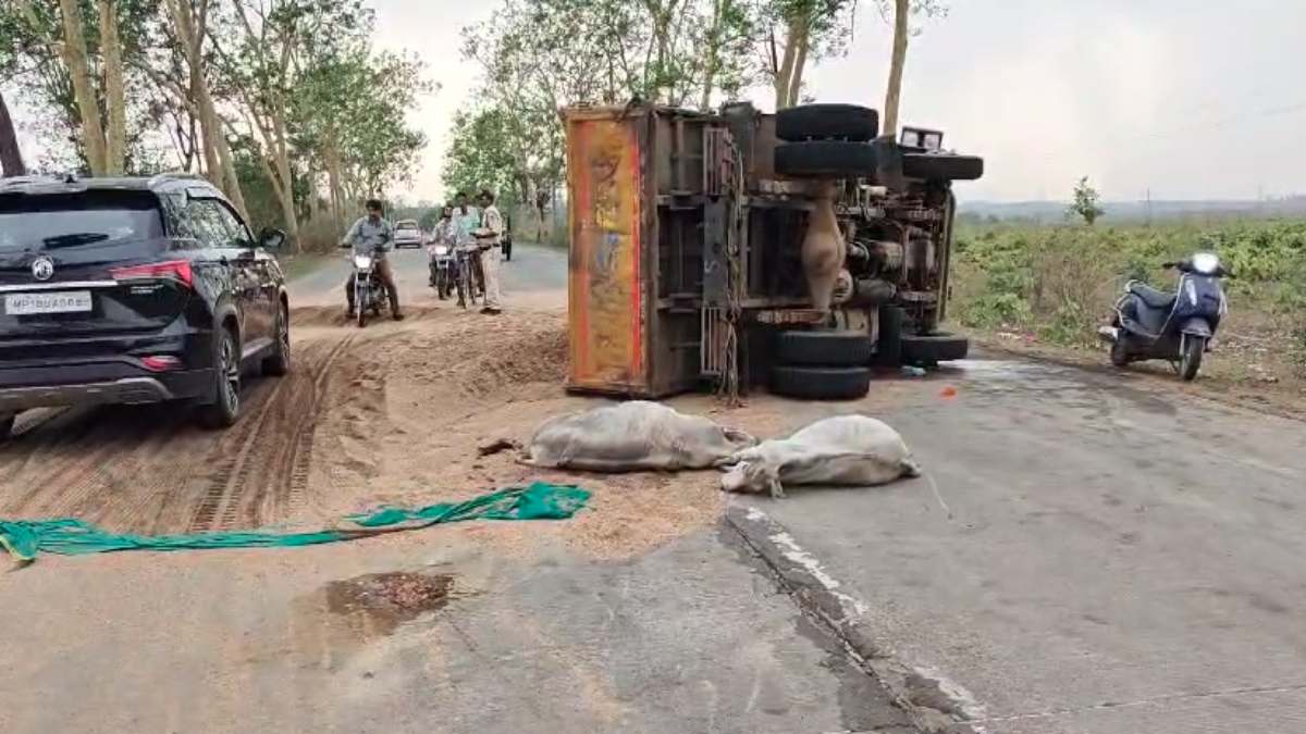 रेत माफिया ने दो गायों को कुचला: बिना नंबर प्लेट के ट्रक से की जा रही थी तस्करी, आरोपी फरार, ग्रामीणों में आक्रोश