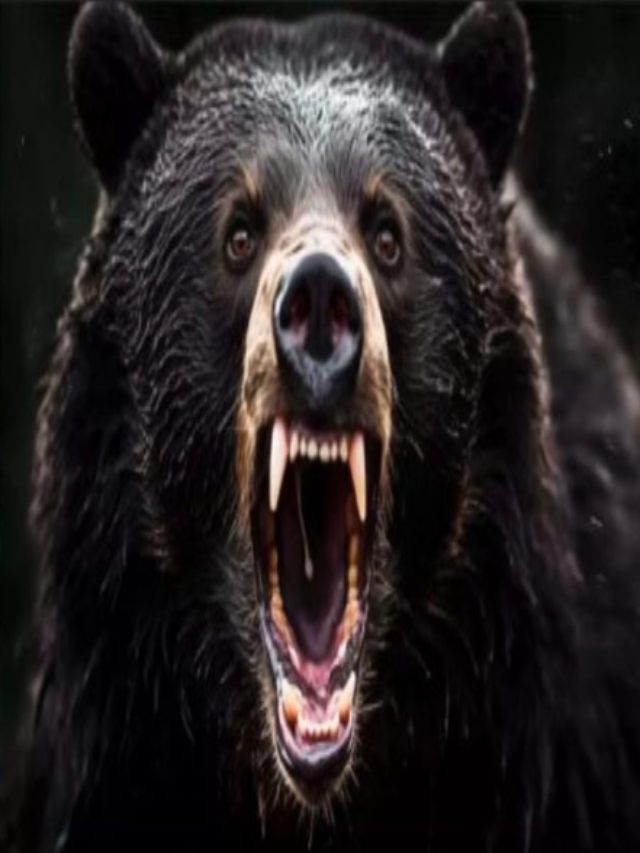 भालुओं का बढ़ता हमला जापान सरकार के लिए चुनौती ? आंकड़े देख चौंक जाएंगे आप