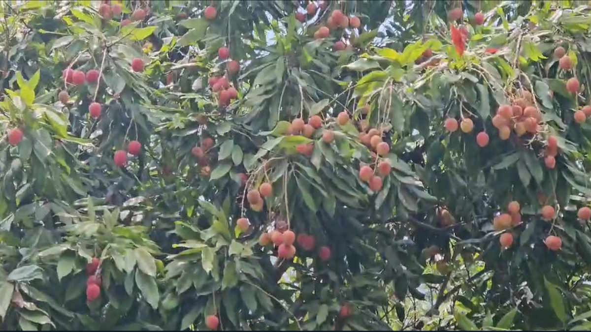 जशपुर के रसीले जशपुरिया लीची की दूसरे प्रदेशों में खासी मांग, उगा कर लाखों रुपए कमा रहे किसान…