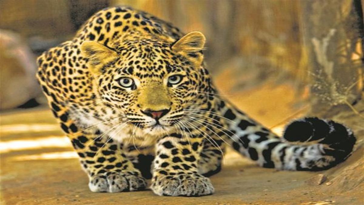 बाल-बाल बची जान: दबे पांव सोती हुई बच्ची का शिकार करने पहुंचा तेंदुआ, आवाज सुन दुम दबाकर भागा