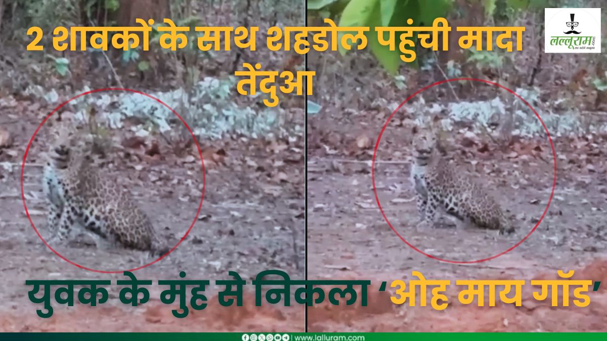 ‘ओह माय गॉड, ये तो जा ही नहीं रहा…’ 2 शावकों के साथ शहडोल पहुंची मादा तेंदुआ, रिहायशी इलाके में देखकर उड़े युवक के होश, देखें Video