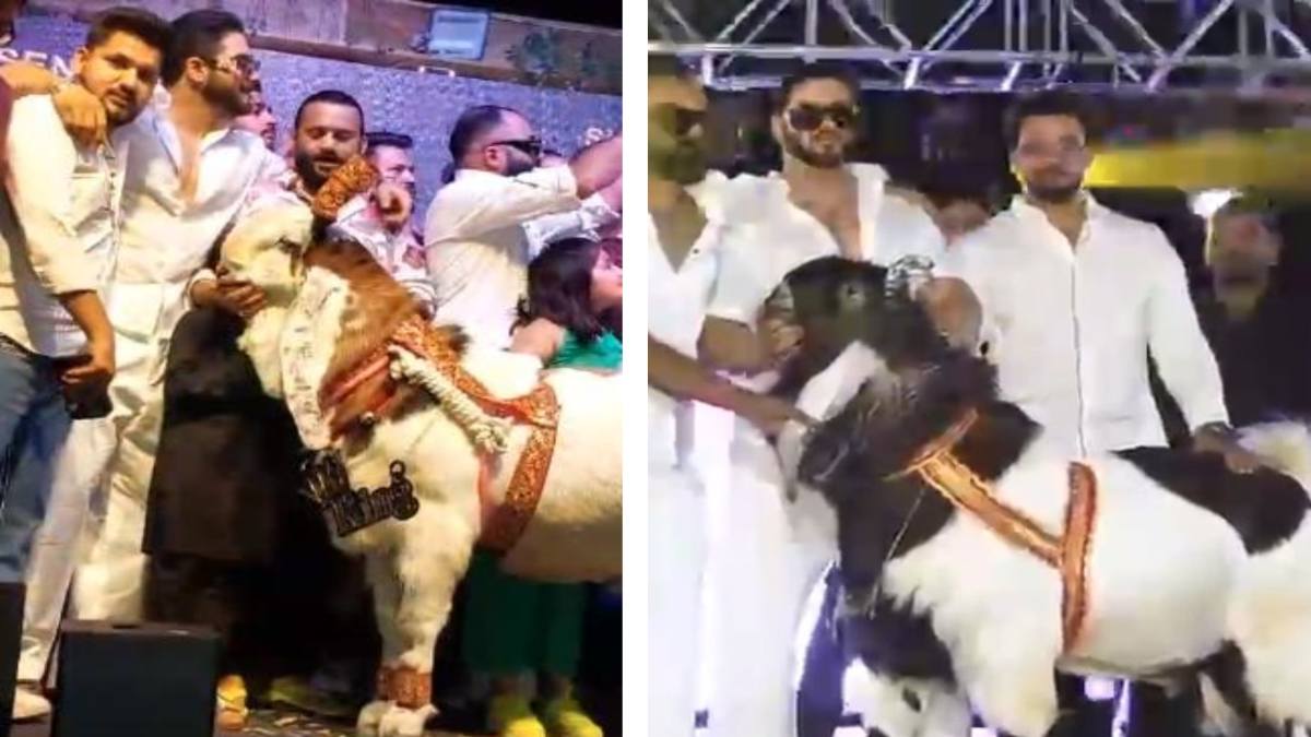 बकरों ने रैंप पर बिखेरा जलवा: 177 किलो का ‘King’ बना शो स्टॉपर, 21 लाख में बिका…