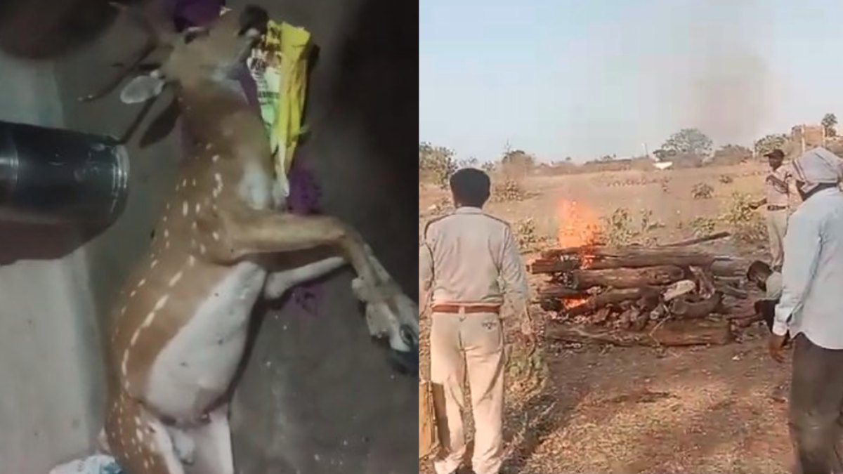 चीतल का शिकार, पति-पत्नी और भतीजी गिरफ्तार: Chital को मारकर घर में छिपा लिया, वन विभाग ने दी दबिश