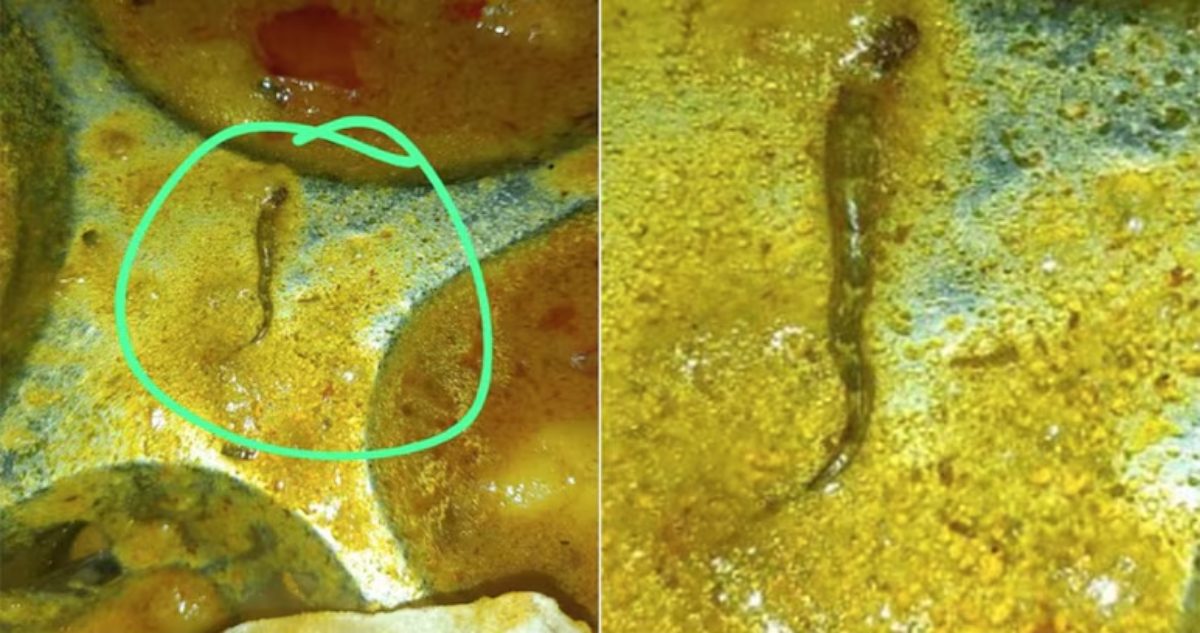 OMG! खाने में निकला सांप का बच्चा, बिहार के इंजीनियरिंग कॉलेज की कैंटीन का मामला, 15 छात्र बीमार