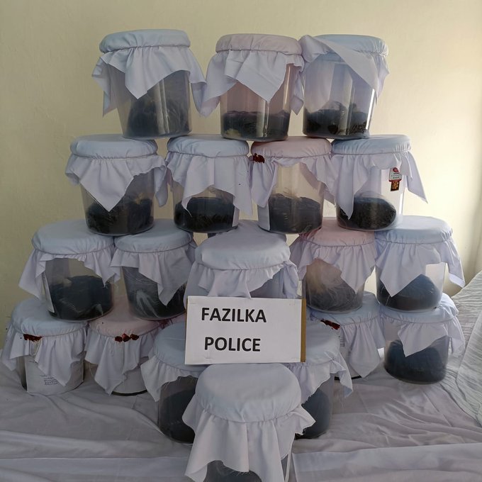 पंजाब पुलिस ने नशा तस्करी के ‘बड़ी मछली’ का किया भंडाफोड़, 66 किलो अफीम और बैंक खातों से 1.86 करोड़ रुपये बरामद