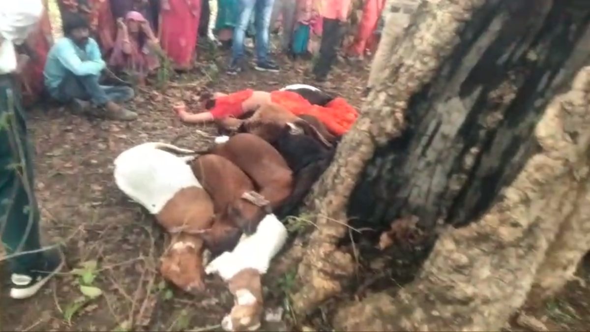 MP में आसमान से बरसी आफत, बिजली गिरने से एक महिला समेत 13 बकरियों की मौत