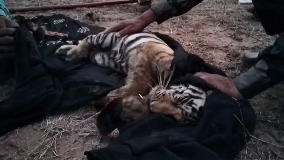 दलदल में फंसा बाघ का शावक: कड़ी मशक्कत के बाद किया रेस्क्यू, हालत गंभीर, इलाज जारी…