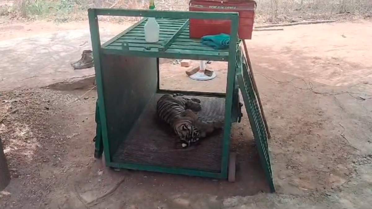 दलदल में फंसे मिले शावक की मौत: लंबे समय से थी बीमार, इलाज के दौरान तोड़ा दम