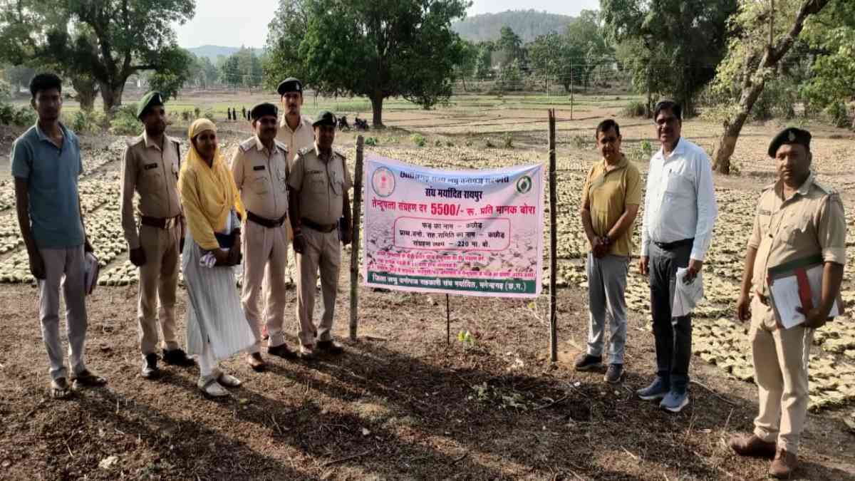 DFO मनीष कश्यप के प्रयासों से मनेंद्रगढ़ वनमंडल में खराब मौसम होने के बावजूद लक्ष्य से अधिक तेंदूपत्ता का संग्रहण हुआ