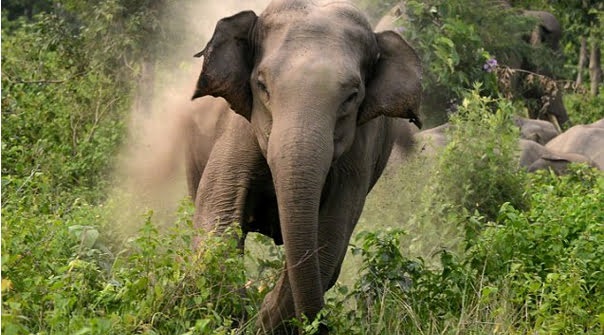 Odisha News: गजराज का तांडव! घर की बाड़ी में सोए परिवार पर हाथी ने किया हमला, 3 को जिंदा कुचला, मौत