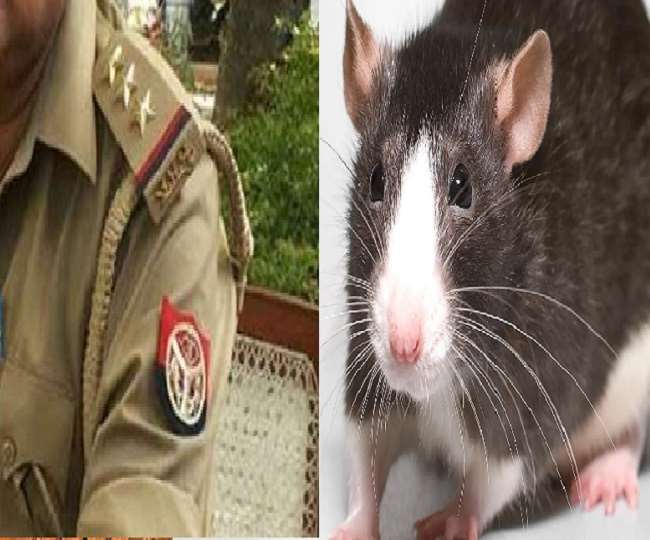 नोएडा में पुलिस से मुठभेड़ में  25 हजार का इनामी ”चूहा” हुआ लंगड़ा