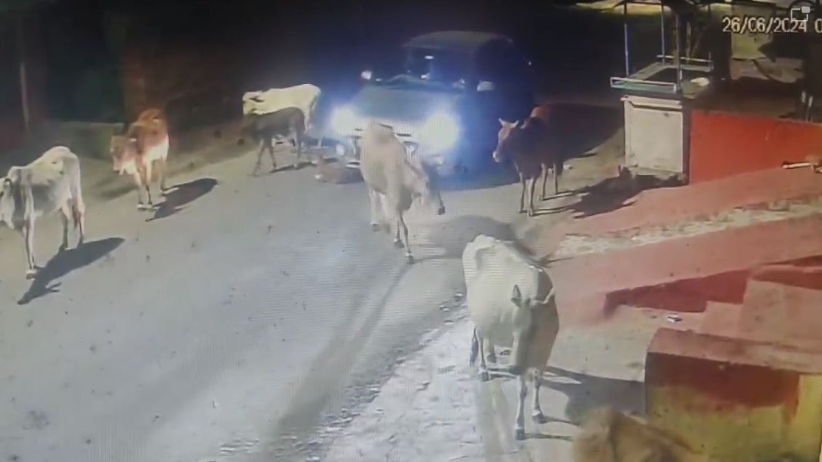 CG NEWS: गाय के बछड़े पर कार चढ़ाकर की हत्या, आक्रोशित गौसेवकों ने की उचित कार्रवाई की मांग…