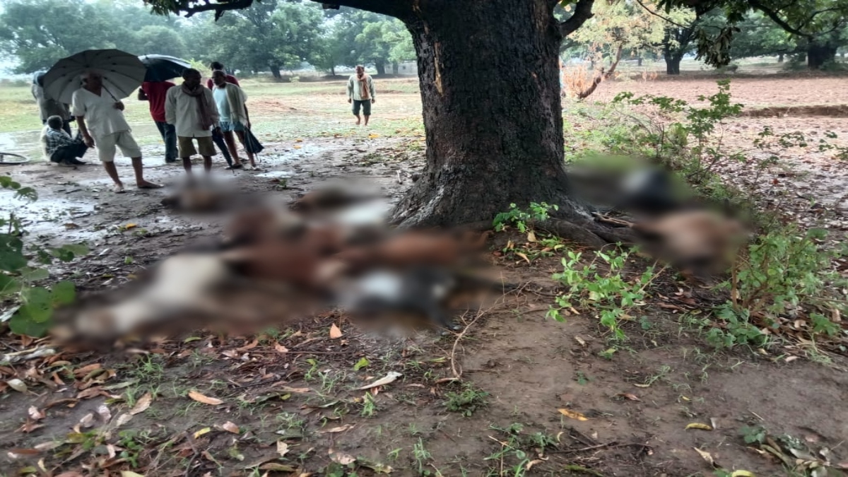 आसमानी बिजली का कहर: चपेट में आने से युवक की मौत, तीन घायल, इधर 10 बकरियों की गई जान  