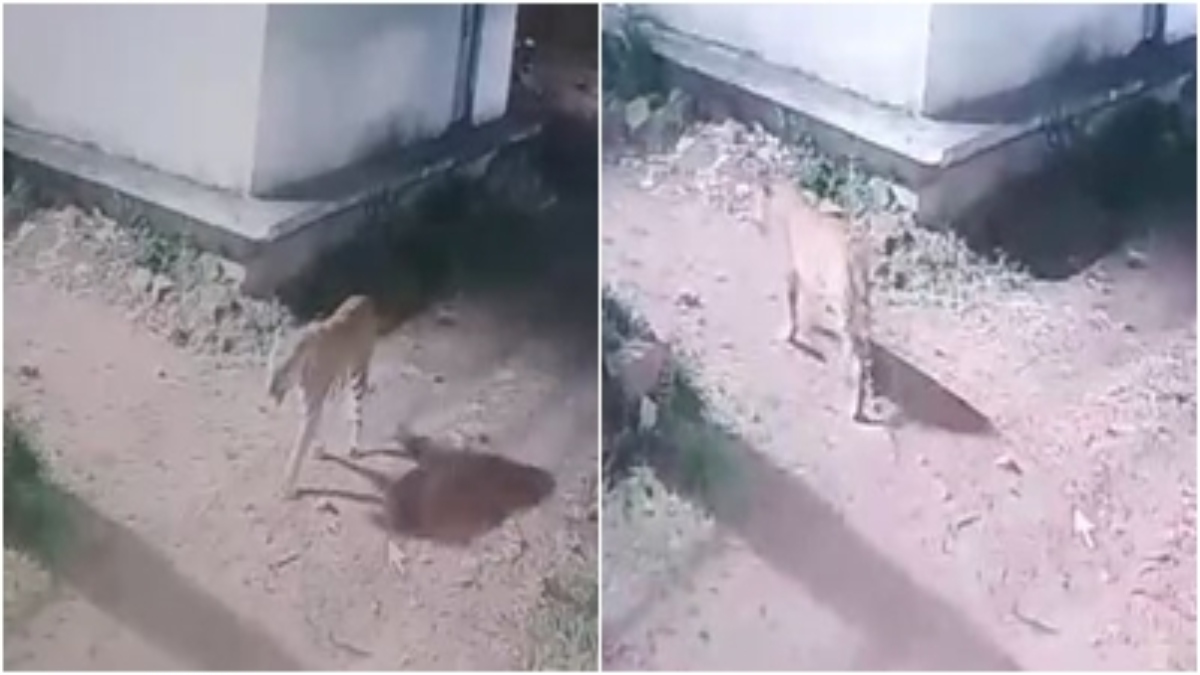 राजधानी के इस इलाके में दिखा टाइगर का मूवमेंट: दहशत में आए रहवासी, चहलकदमी करते CCTV में हुआ कैद 