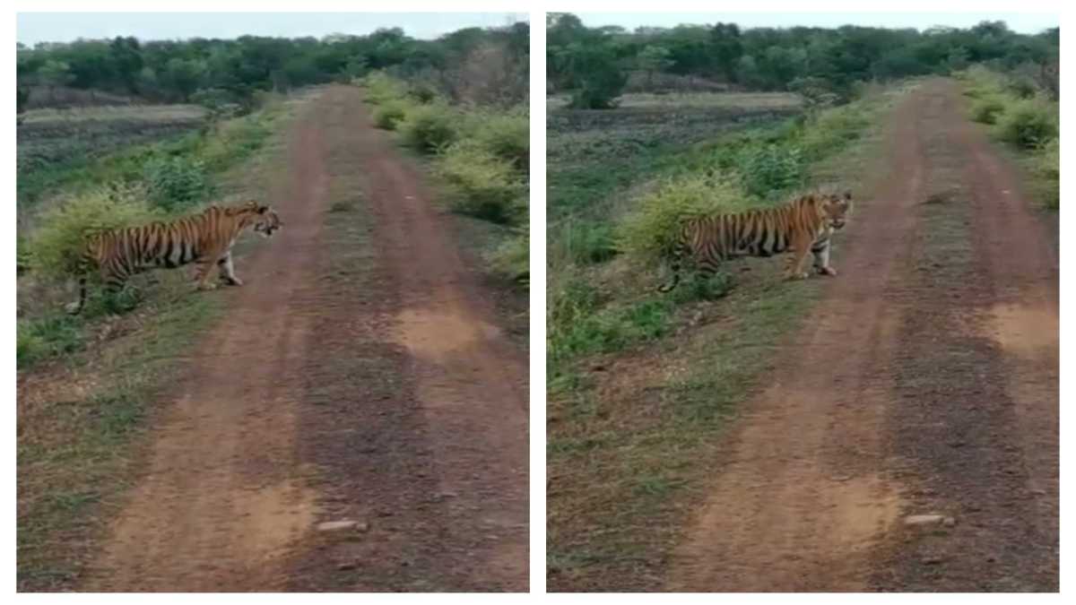 राहगीरों का बाघ ने रोका रास्ता: सामने देख लोगों की हलक में आ गई जान, देखें Video