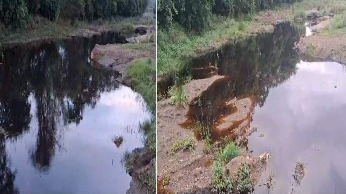 नदी में जहर घोल रहा शुगर मिल का केमिकल युक्त पानी, प्रदूषण की मार झेल रहे ग्रामीण, कलेक्टर ने लिया संज्ञान