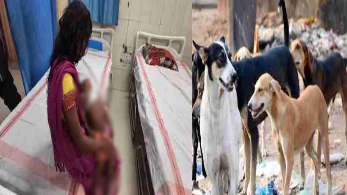 बड़ी खबर: आवारा कुत्तों के झुंड ने मासूम को नोंच-नोंच कर मार डाला, घर के बाहर खेल रही बच्ची