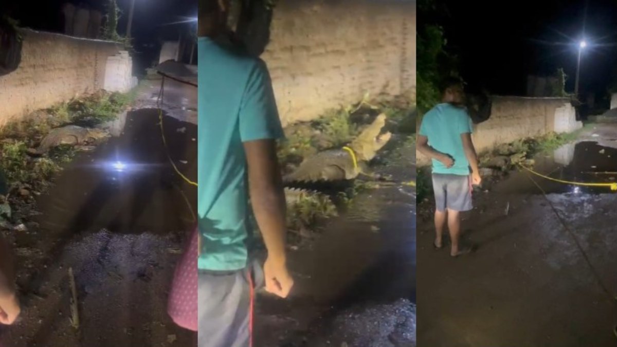 सड़क पर अचानक आ गया मगरमच्छ, लोगों में मची अफरा-तफरी, देखें Video …