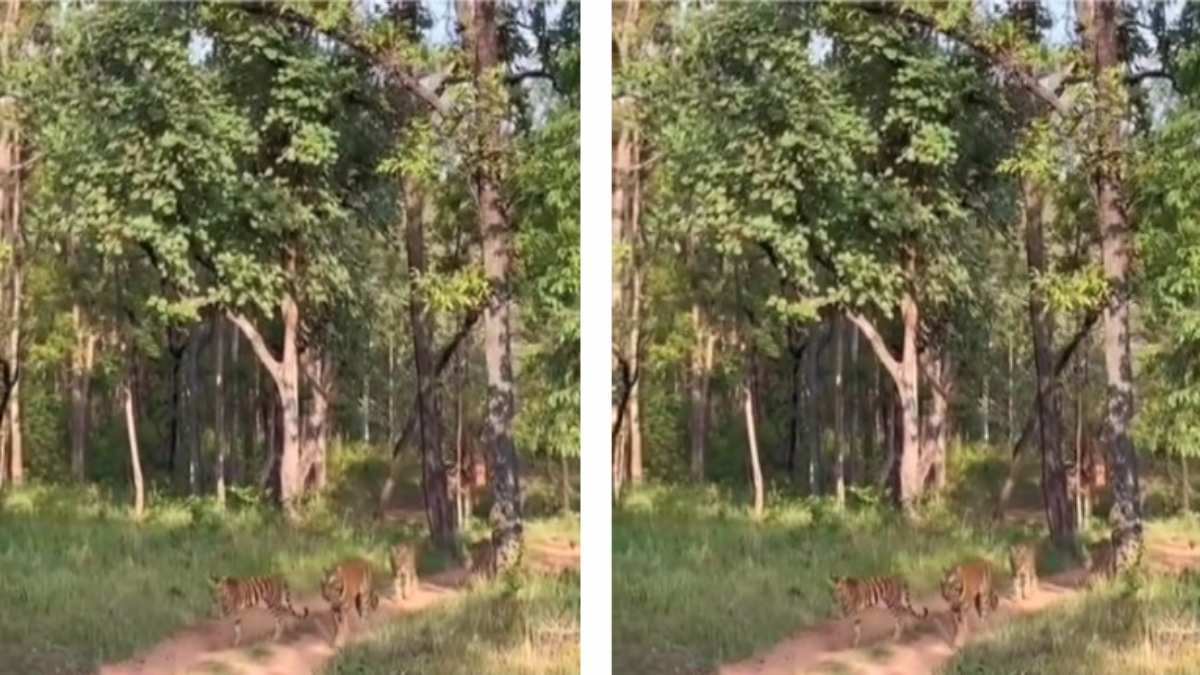 Satpura Tiger Reserve में शावकों के साथ घूमते नजर आई बाघिन मछली, पर्यटकों ने कैमरे में किया कैद
