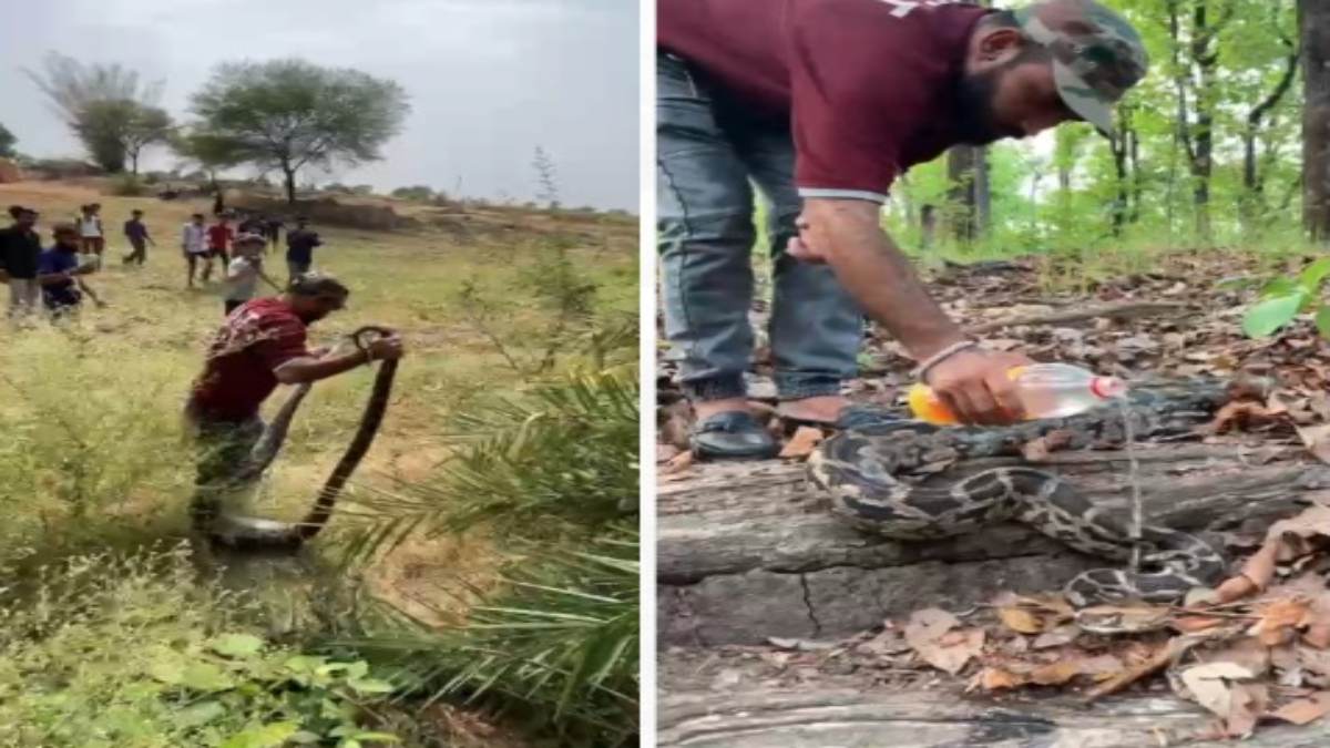 Narmadapuram News: खेत की मेड़ पर शिकार की ताक पर बैठा था अजगर, महिला के उड़े होश, जानिए फिर क्या हुआ