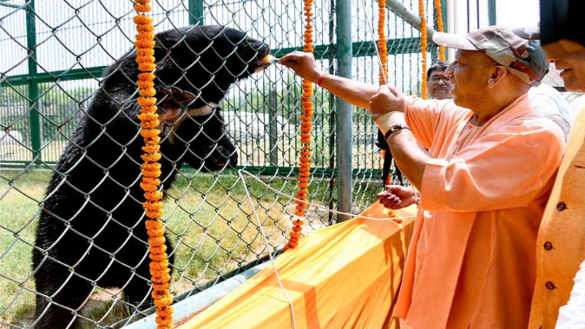 देखिए VIDEO: ZOO में CM योगी का जुदा अंदाज, भालू बिल्लू को खिलाई आइसक्रीम