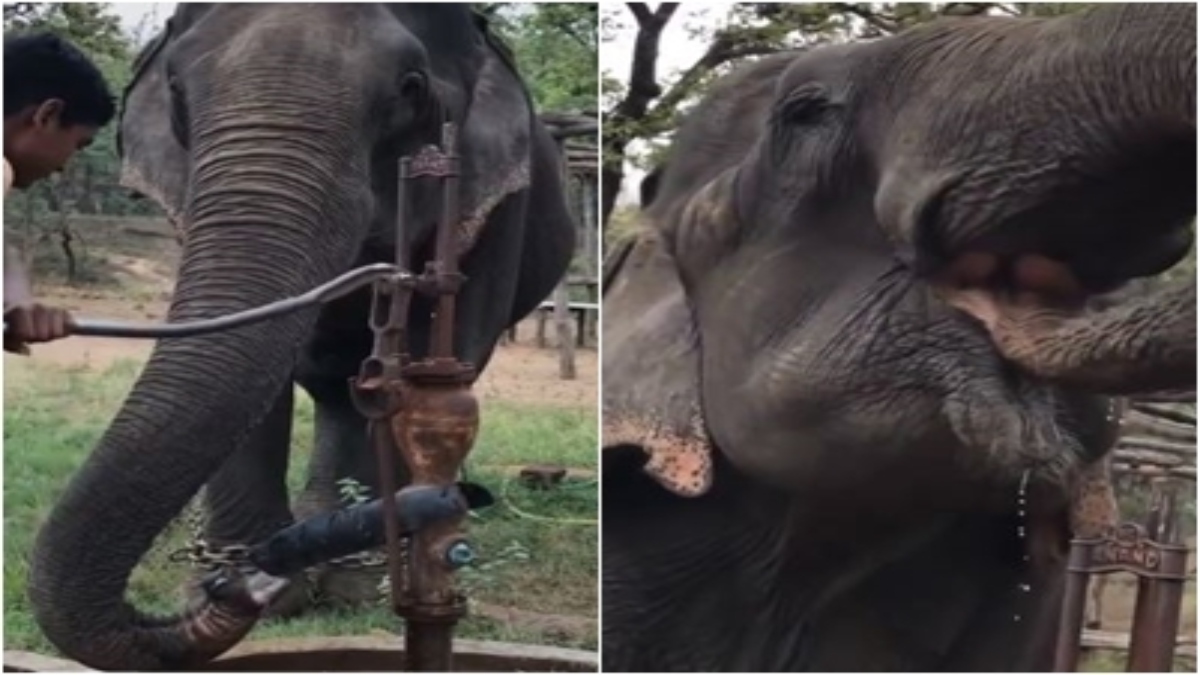 हाथी को लगी प्यास तो हैंडपंप से पीने लगा पानी, नजारा देख चौंक जाएंगे आप, VIDEO वायरल 