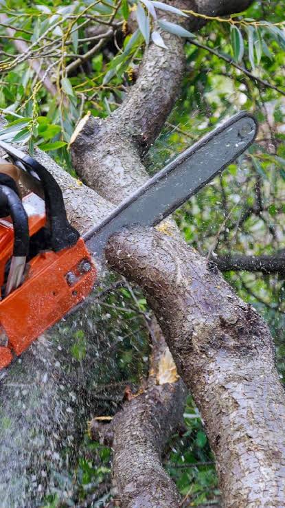 आपने भी सपने में देखा है कटता हुआ पेड़, ये है अशुभ होने का संकेत …