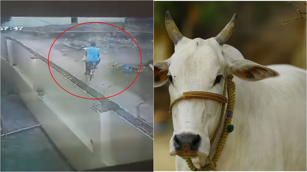 साइकिल में सवार होकर जहर लाया दरिंदा, गाय और बछड़े को खिलाया, 3 पशुओं की मौत, CCTV में कैद हुआ दरिंदा