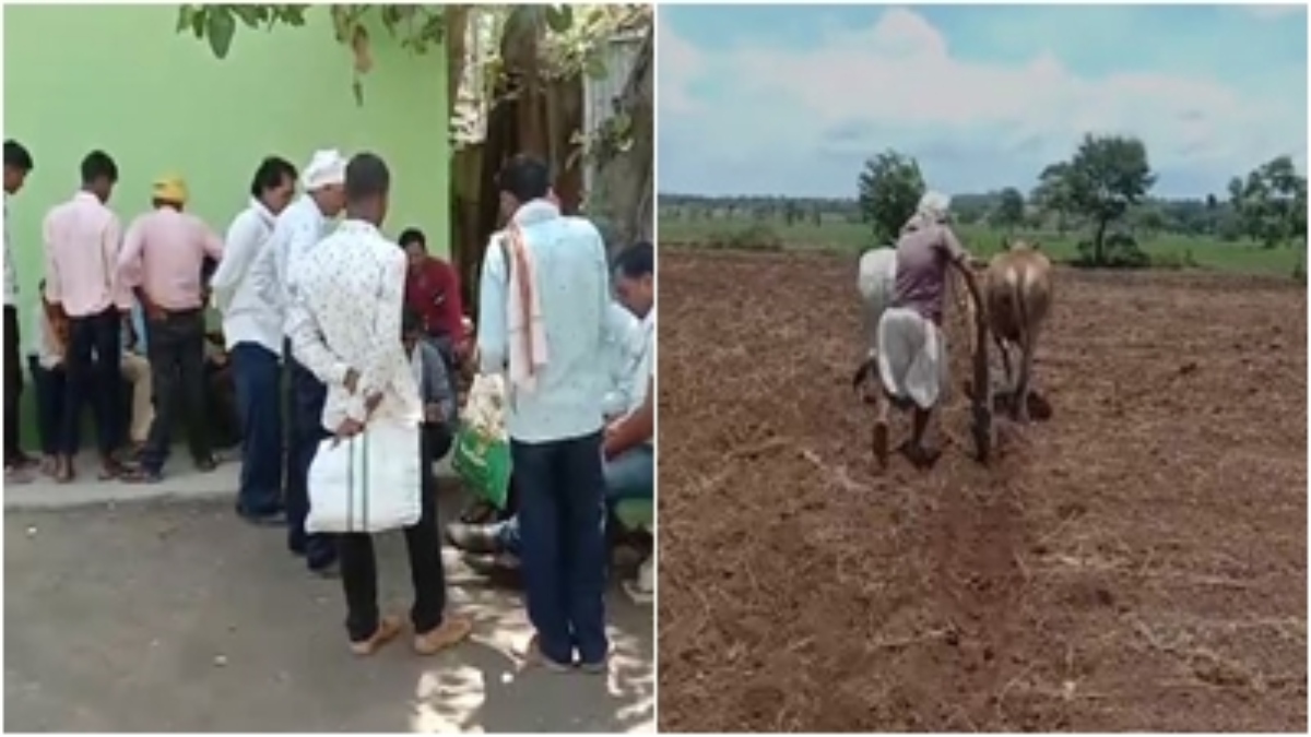 मक्का किसानों को थमा दिए अमानक बीज: फर्म के खिलाफ धोखाधड़ी का मामला दर्ज, नप गए ये अफसर 