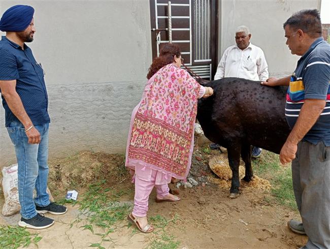 पंजाब में 58.93 लाख से अधिक पशुओं का हुआ टीकाकरण