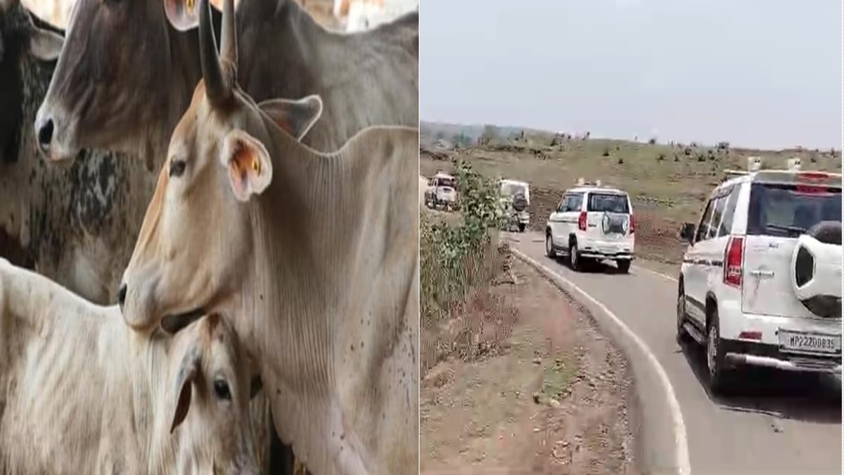 सिवनी गौवंश हत्या मामला: महाराष्ट्र से जुड़े तार, 6 अन्य आरोपियों के घरों पर दी दबिश, सभी फरार, 10-10 हजार का इनाम घोषित