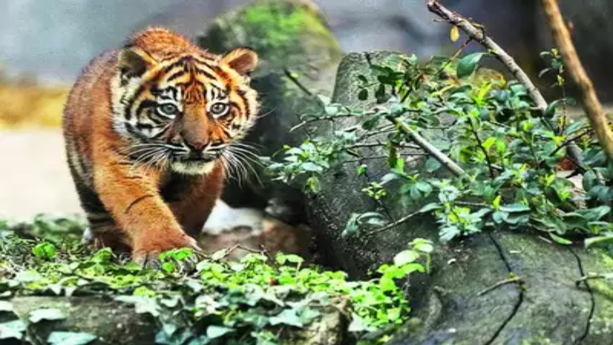 वन्यप्राणी बोर्ड की बैठक आज: CM मोहन की अध्यक्षता में एक दर्जन से अधिक प्रस्ताव पर होगी चर्चा, रातापानी को टाइगर रिजर्व घोषित करने पर होगा मंथन