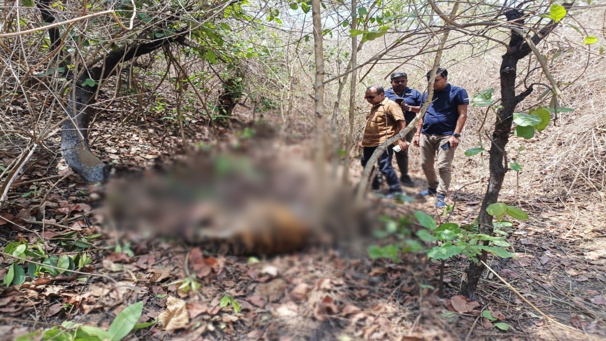 Wild Animals: बांधवगढ़ टाइगर रिजर्व में फिर हुई बाघ की मौत, आपसी संघर्ष में गई जान