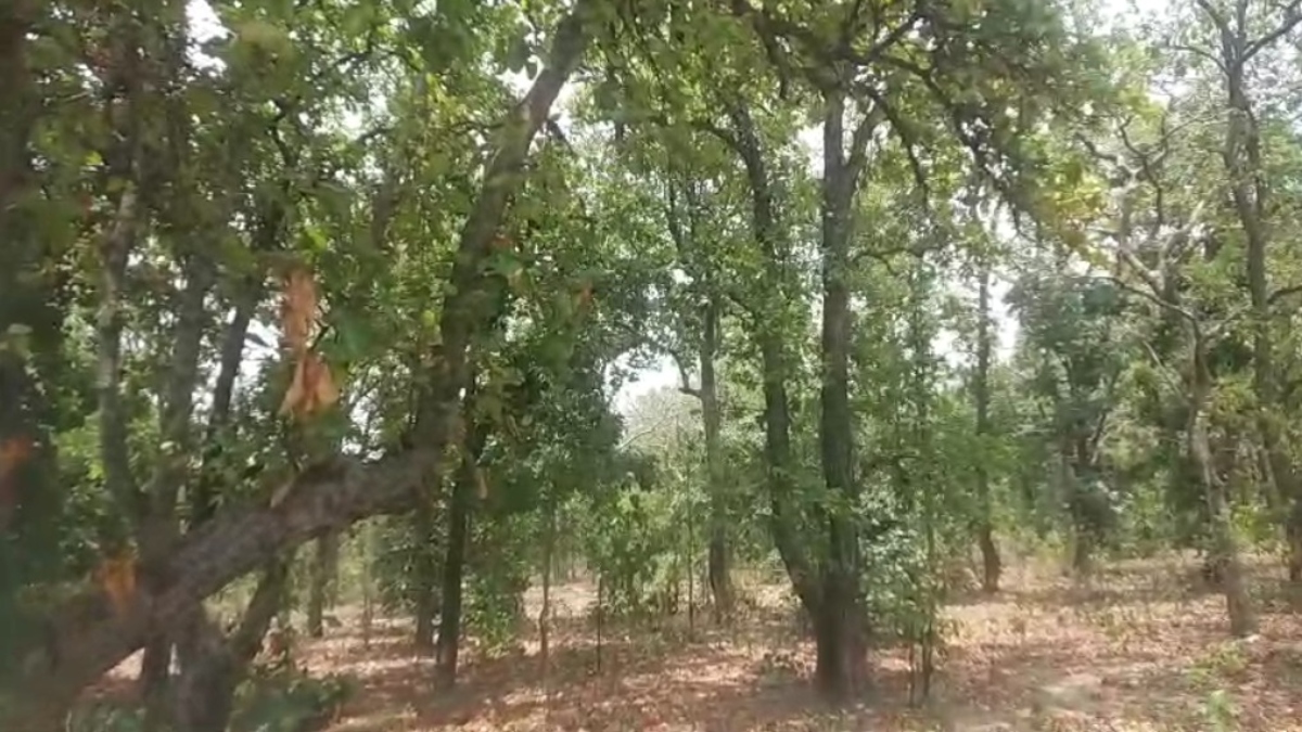 हैवानियत की सारी हदें पार: आम बीनने गई किशोरी के साथ बगीचे में किया दुष्कर्म, हुआ गिरफ्तार