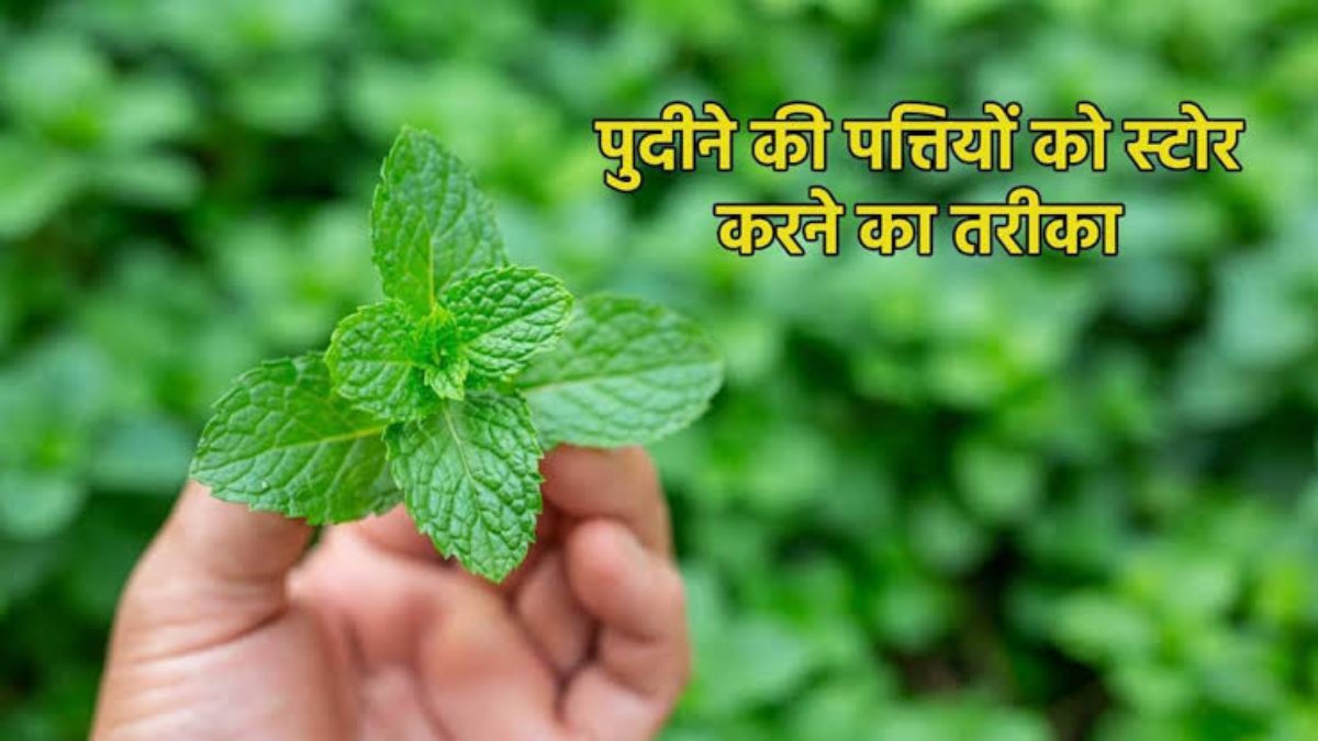 गर्मी में आप भी घर ले आए हैं ज्यादा पुदीना, तो इस तरह से करें Store, लंबे समय तक नहीं होगा खराब…