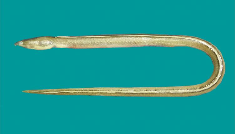 Odisha News: ओडिशा में मिला नई प्रजाति का सांप नाम है eel Ophichthus