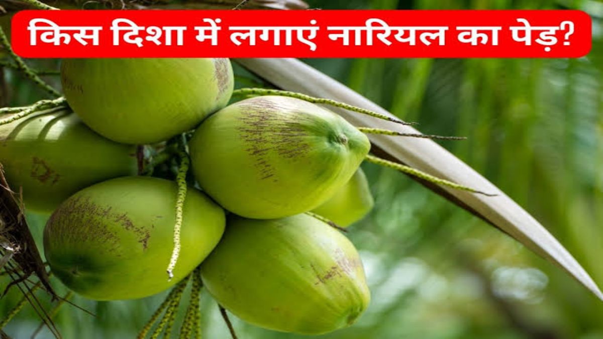 Vastu tips: घर में लगाना चाहते हैं नारियल का पेड़, तो जानिए वास्तु शास्त्र के हिसाब से कौन सी दिशा है सही…